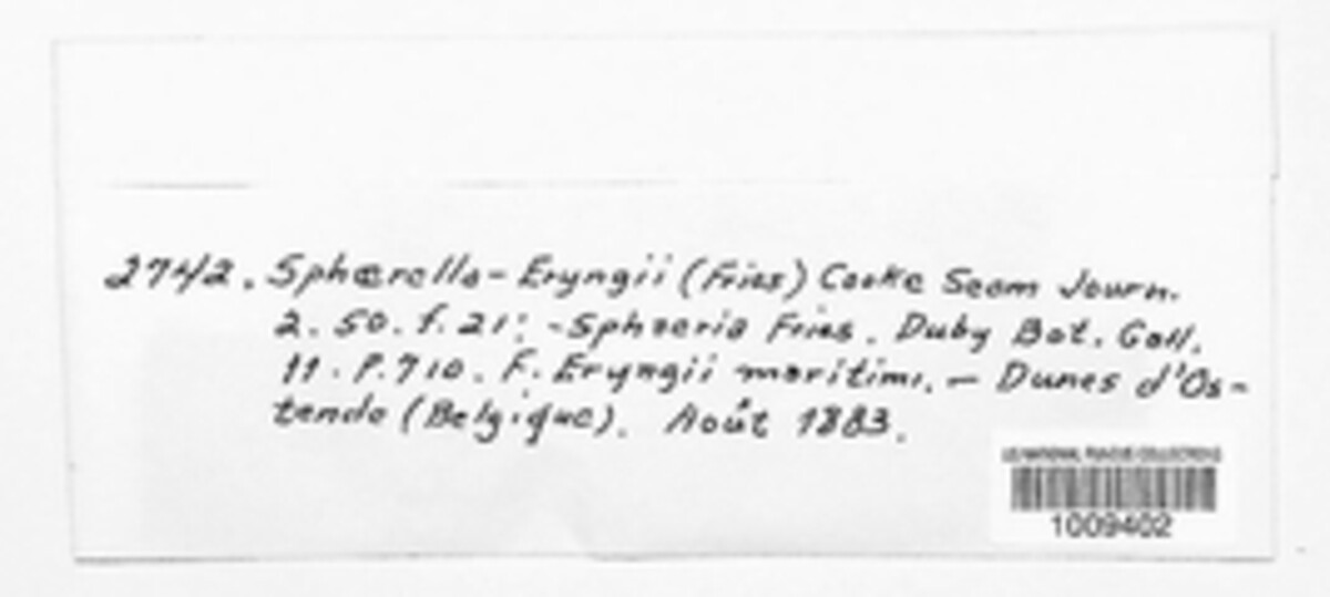 Mycosphaerella eryngii image